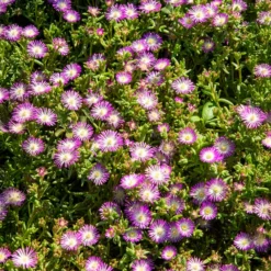 Mittagsblume Wheels of Wonder® Violet - Blütenteppich ohne Aufwand