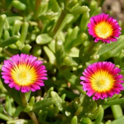 Mittagsblume 'Wheels of Wonder Hot Pink'® - Pink, das den Sommer trotzt