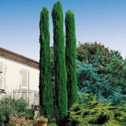 Mittelmeerzypresse Totem - Mediterranes Flair sofort