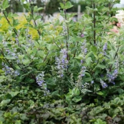 Mönchspfeffer 'Chicagoland Blues' 'Daniel Searl' - Blaue Blüten den ganzen Spätsommer