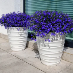 Männertreu ‘Emperor William’ - Blaues Blütenmeer im Garten