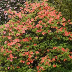 Mollis Azalee orangerot - Feuriges Orange im Garten