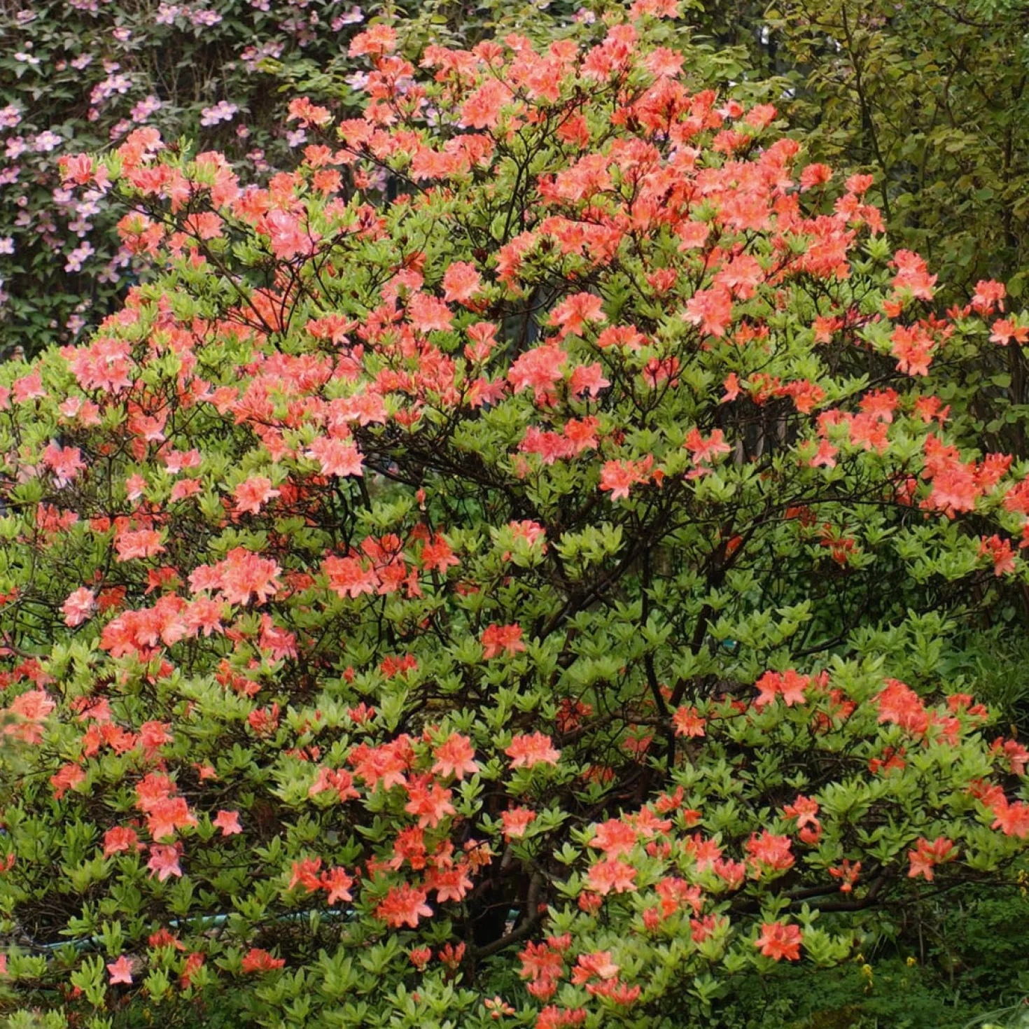 Mollis Azalee orangerot - Feuriges Orange im Garten