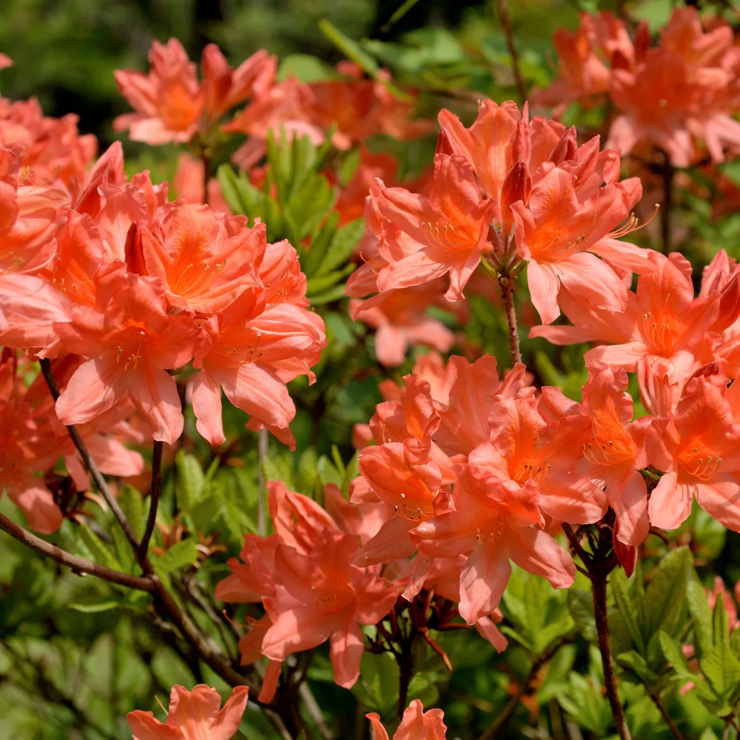 Mollis Azalee orangerot - Feuriges Orange im Garten