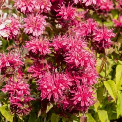 Monarde Pink Lace - Rosa Blüten, die summen