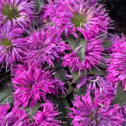 Monarde Purple Lace - Bienenmagnet in Violett