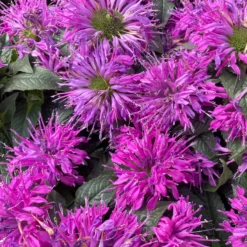 Monarde Purple Lace - Bienenmagnet in Violett
