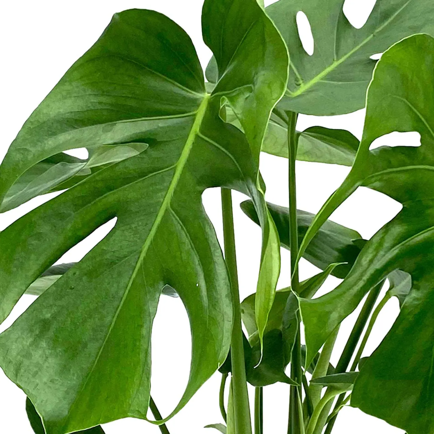 Monstera deliciosa - Dschungel-Feeling sofort