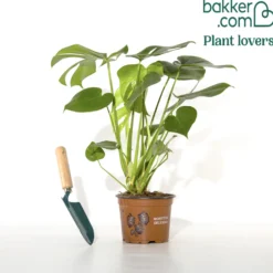 Monstera deliciosa - Dschungel-Feeling sofort