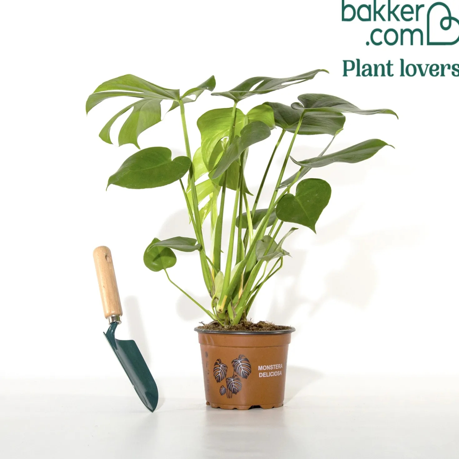 Monstera deliciosa - Dschungel-Feeling sofort