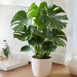 Monstera deliciosa - Dschungel-Feeling sofort