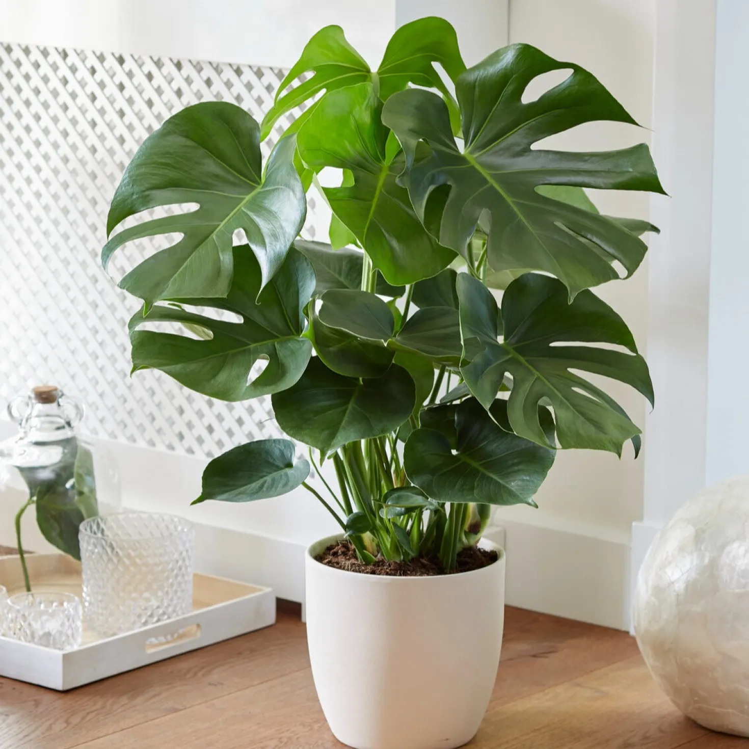 Monstera deliciosa - Dschungel-Feeling sofort