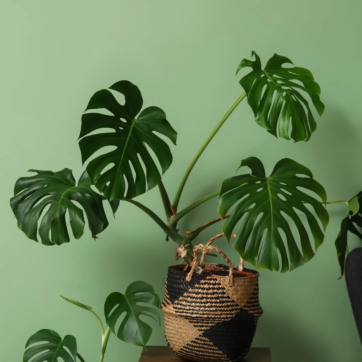 Monstera deliciosa - Dschungel-Feeling sofort