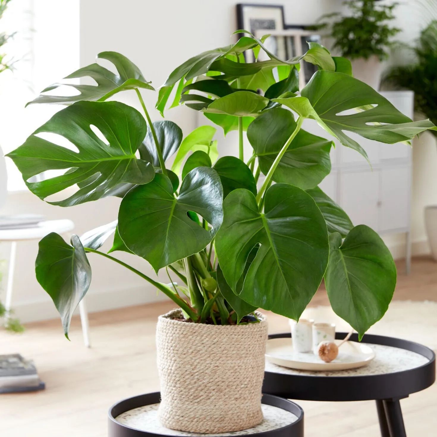 Monstera deliciosa - Dschungel-Feeling sofort