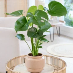 Monstera deliciosa - Dschungel-Feeling sofort