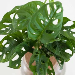 Monstera deliciosa - Dschungel-Look sofort zuhause