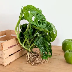 Monstera deliciosa - Dschungel-Look sofort zuhause