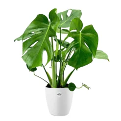 Monstera deliciosa im weißen Übertopf ELHO - Tropische und elegante Zimmerpflanze