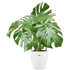 Monstera deliciosa im weißen Übertopf ELHO - Tropische und elegante Zimmerpflanze
