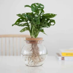 Monstera im Kugelglas - Hydroponik - Ikonisches Blattwerk, tropische Gärten