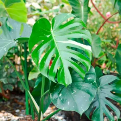 Monstera Thai Constellation - Buntes Blattwerk sofort