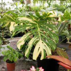Monstera Thai Constellation - Buntes Blattwerk sofort