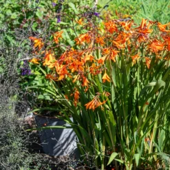 Montbretie 'Emily McKenzie' - Feuriges Orange im Beet