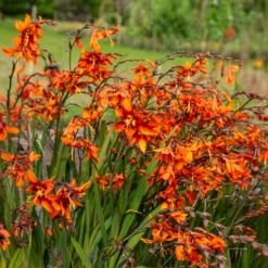 Montbretie 'Emily McKenzie' - Feuriges Orange im Beet