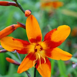 Montbretie 'Emily McKenzie' - Feuriges Orange im Beet