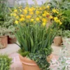 Montbretie 'George Davison' (x10) - Goldgelbe Blüten bis September