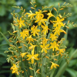 Montbretie 'George Davison' (x10) - Goldgelbe Blüten bis September