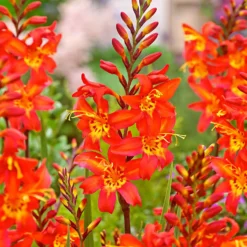 Montbretien 'Prince of Orange' (x10) - Feurige Blüten den Sommer über