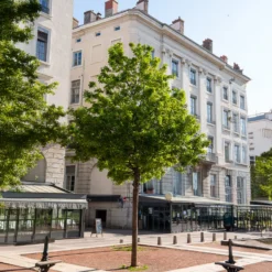 Montpellier-Ahorn - Robust und trockenheitsfest