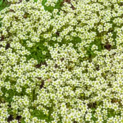 Moos-Steinbreche 'Pixie White' - Weißer Blütenteppich