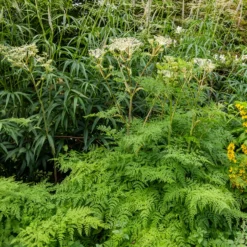 Moschus-Kerbel - Süßes Anis-Aroma pur