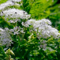 Moschus-Kerbel - Süßes Anis-Aroma pur
