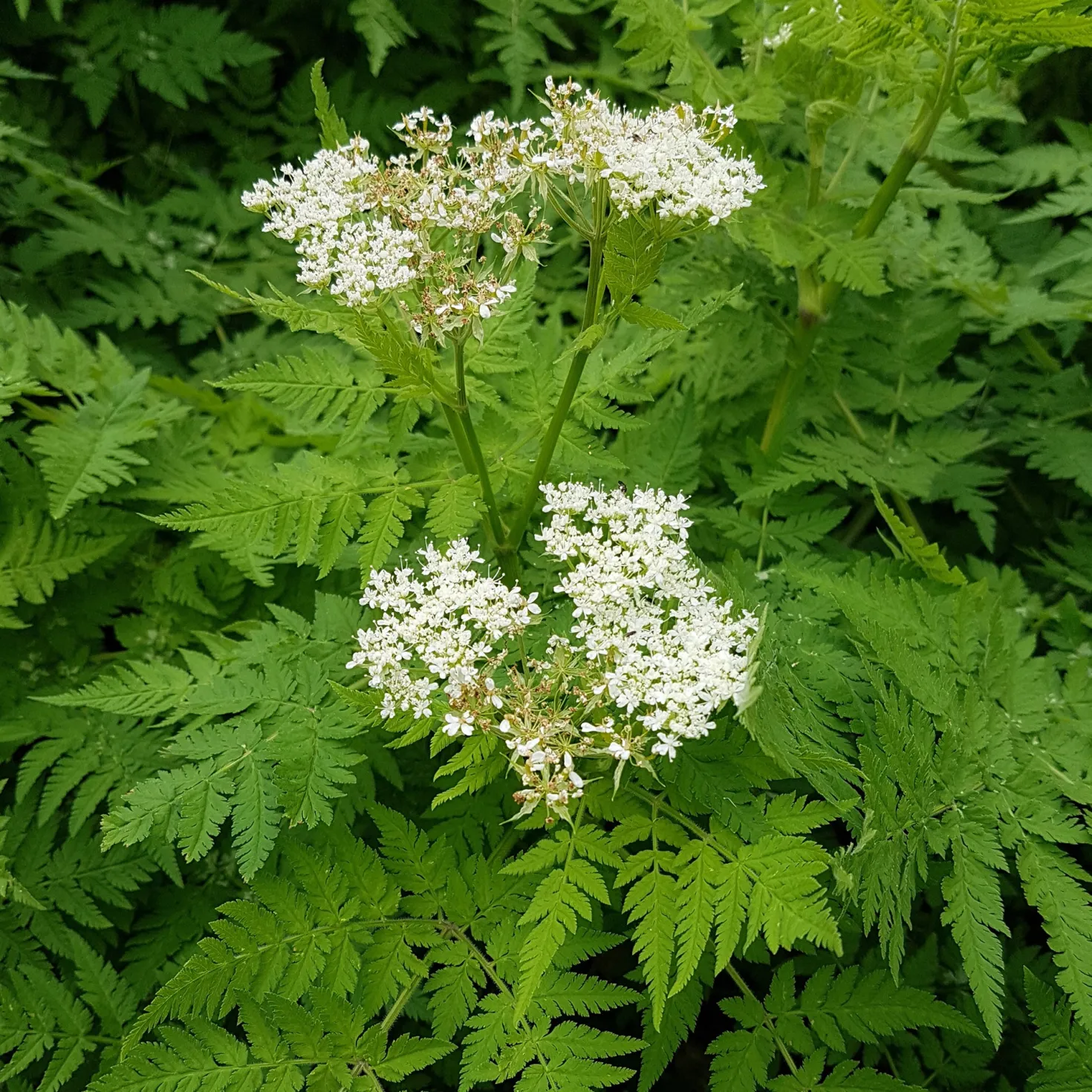 Moschus-Kerbel - Süßes Anis-Aroma pur