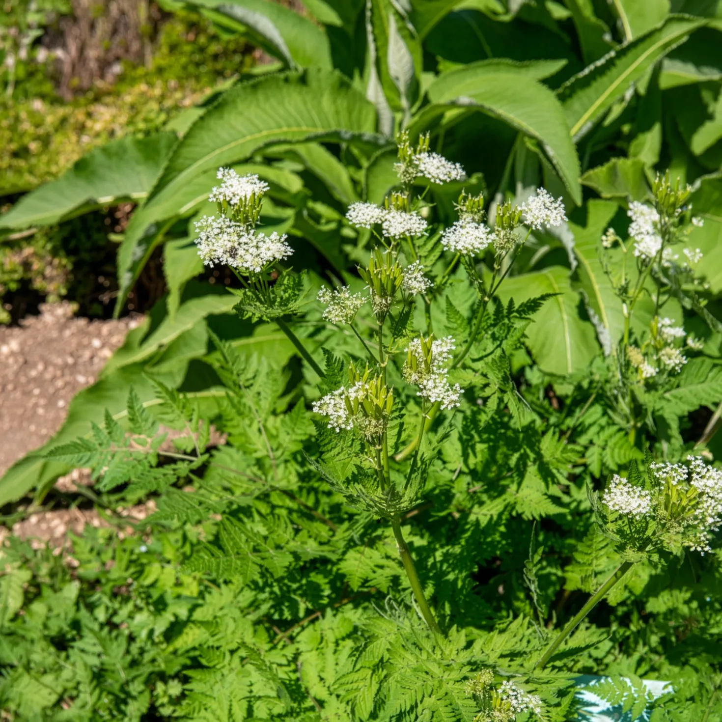 Moschus-Kerbel - Süßes Anis-Aroma pur