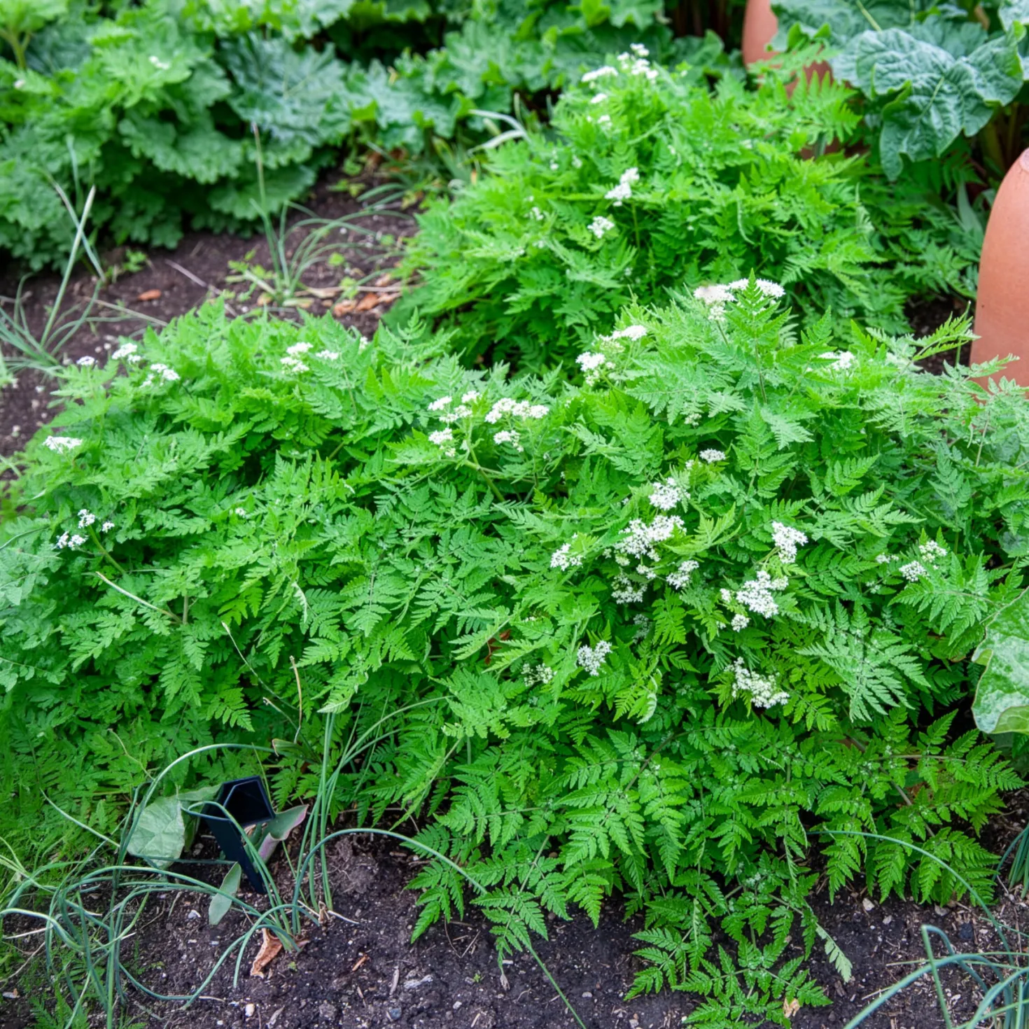 Moschus-Kerbel - Süßes Anis-Aroma pur