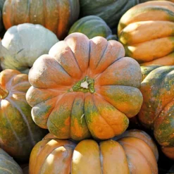 Moschuskürbis ‘Musquée de Provence’ Bio - Süßes Fruchtfleisch ohne Aufwand