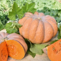 Moschuskürbis ‘Musquée de Provence’ - Süßes Fruchtfleisch garantiert