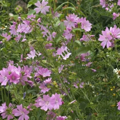 Moschus-Malve 'Rosea' - Rosa Blüten den ganzen Sommer