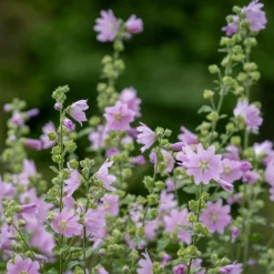 Moschus-Malve 'Rosea' - Rosa Blüten den ganzen Sommer