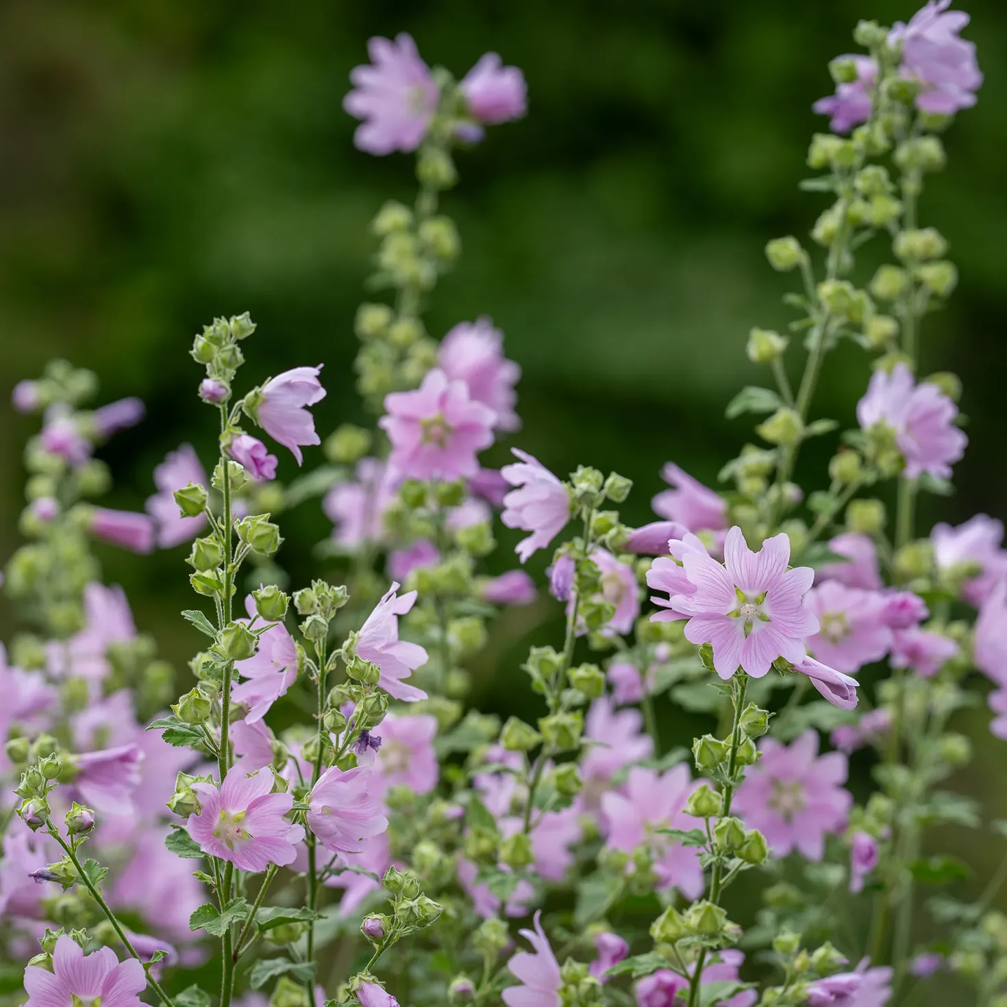 Moschus-Malve 'Rosea' - Rosa Blüten den ganzen Sommer