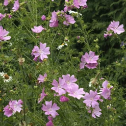 Moschus-Malve 'Rosea' - Rosa Blüten den ganzen Sommer