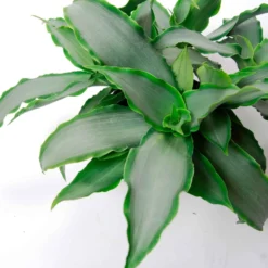 Murdannia Loriformis 'Bright Star' - Silberglanz für dein Zuhause