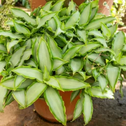 Murdannia Loriformis 'Bright Star' - Silberglanz für dein Zuhause