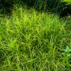 Mäuseschwanz - Frisches Grün im Schatten