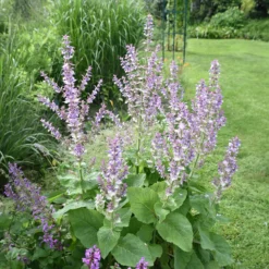 Muskatellersalbei - Duft und Blüten den Sommer lang