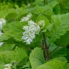 Muskatellersalbei Vatican White - Reinweiß und bienenmagnet